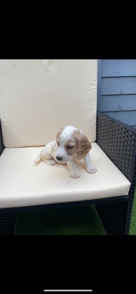cocker spaniel puppies for sale yorkshire